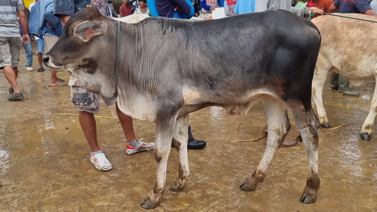 Update harga Pedet umur 6 bulan an di pasar hewan Pamotan Rembang | Selsa 27 Januari 2026