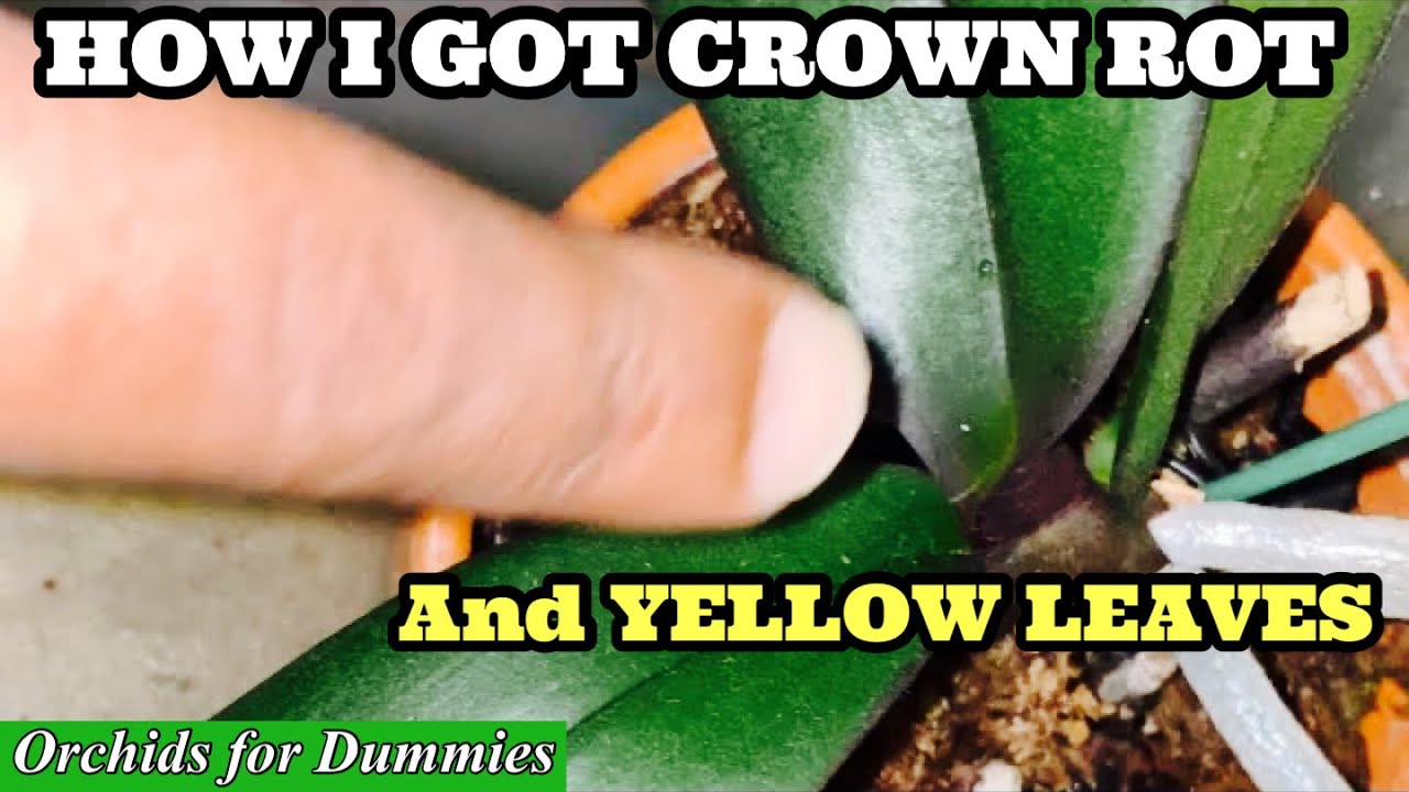 How to Water Orchids Indoors | Black Rot & Yellow Leaves