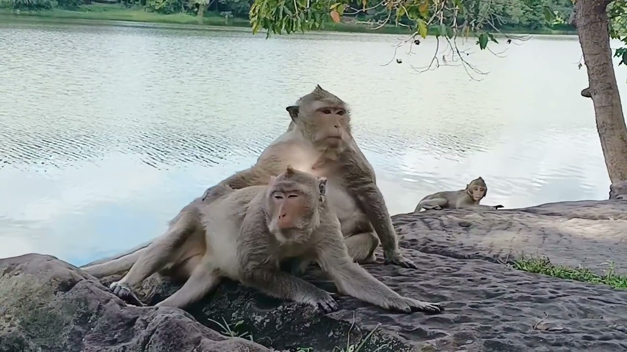 Monkey's Family members are relaxing along the Archeological Moat | Archeological site | 