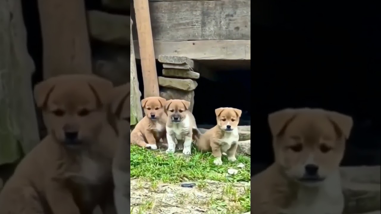 So cute pappy baby 🐕 🐕 🐕 #viral#trending#shorts #youtubeshorts#shortfeeds #doglover#dogvideos#pappy