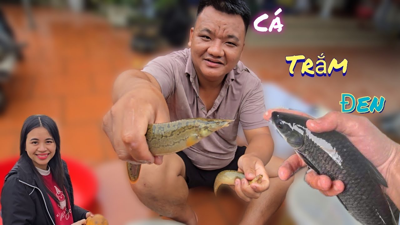 Mang Cá Trắm Đen Bố Thả Rọ Được Cho Tâm Thả Bể Cá Koi  /Nhân Bé Nhỏ 