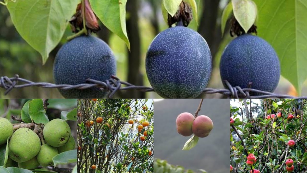 Kanthalloor Fruits Farm|and Flowers Garden|Travel Video#kerala#munnar
