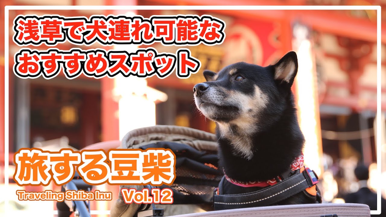 【旅する豆柴】浅草で犬同伴可能なおすすめスポットを巡る旅 - 浅草寺・墨田公園・DOG DEPT・リバーサイドウォークに子犬顔の小柄な柴犬と特急スペーシアで行ってみた（愛犬と旅行）