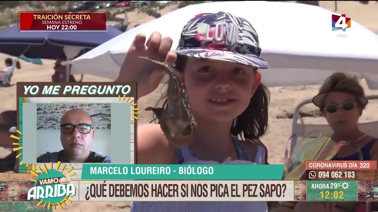 Vamo Arriba - &iquest;Qu&eacute; debemos hacer si nos pica el pez sapo?