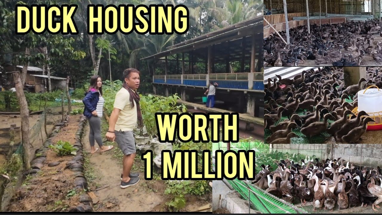 MODERN DUCK HOUSING WORTH 1.1 MILLION, PRODUCTIVE SUSTAINABLE FOR EGGS PRODUCTION IN KIDAPAWAN CITY
