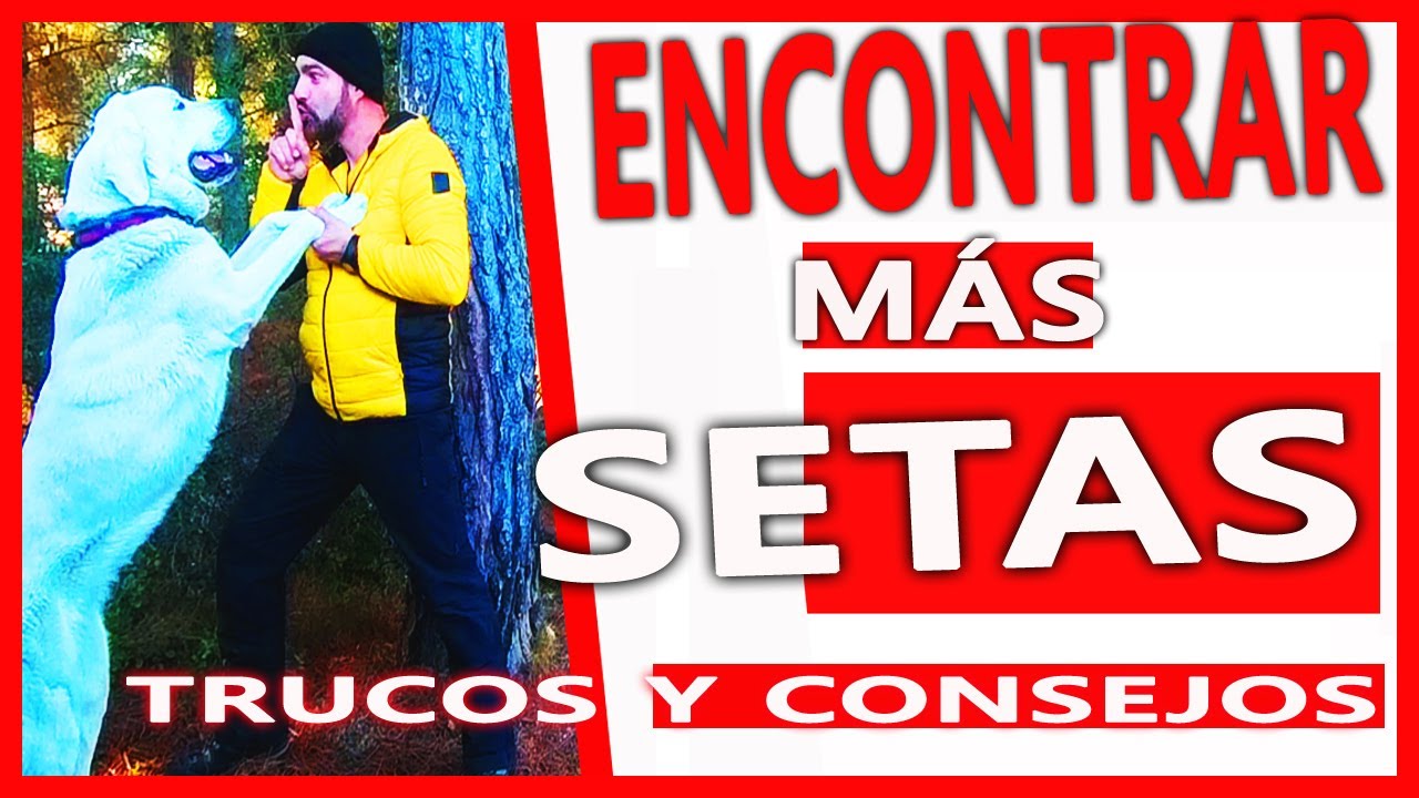 🍄 Cómo BUSCAR SETAS - Trucos y consejos (100 % EFECTIVO)