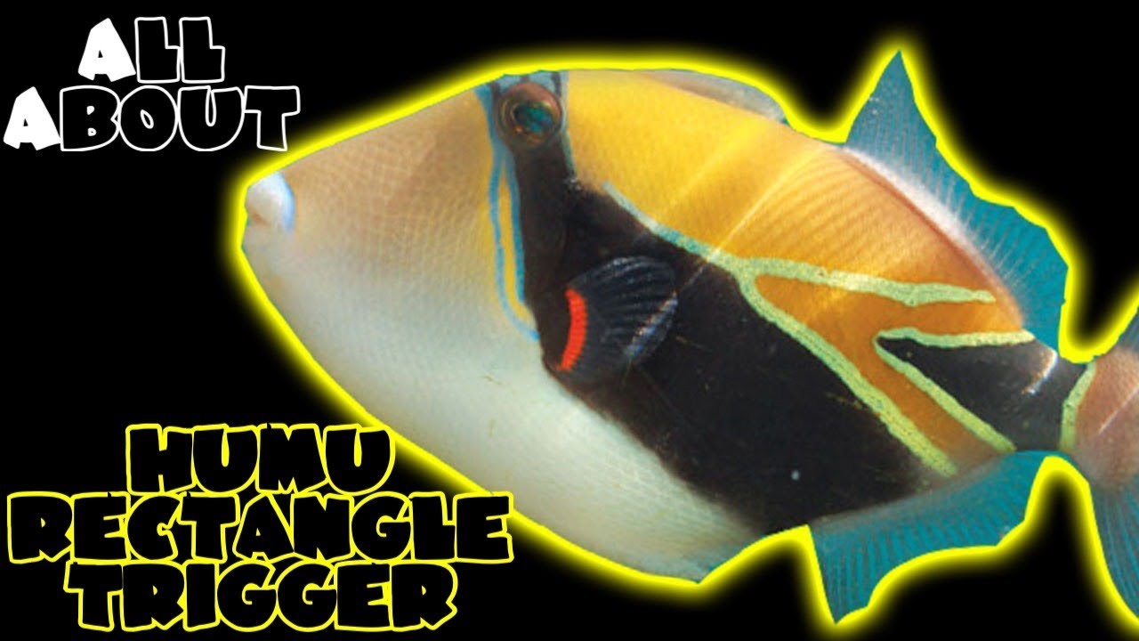 All About The Humu Rectangle Triggerfish 