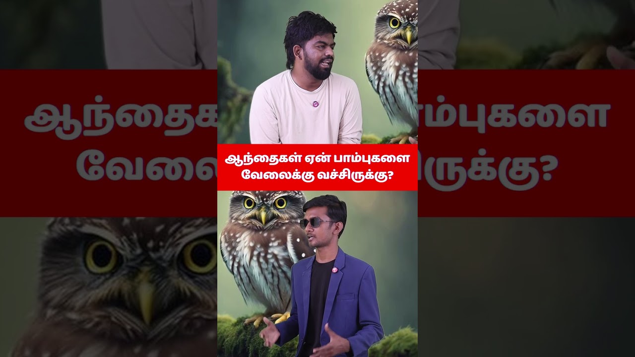 பாம்புகளை வேலைக்கு வைக்கும் ஆந்தைகள்! மிரள வைக்கும் உண்மை #OwlFacts #Wildlife #Snakes #Shorts #Tamil