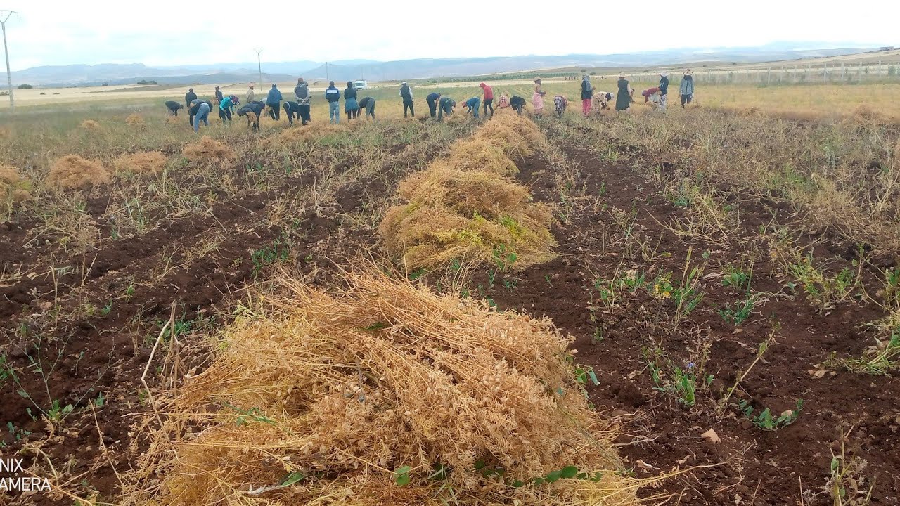 بدأت في حصاد العدس هكدة تكون فلاح حر مع الماشية عامة