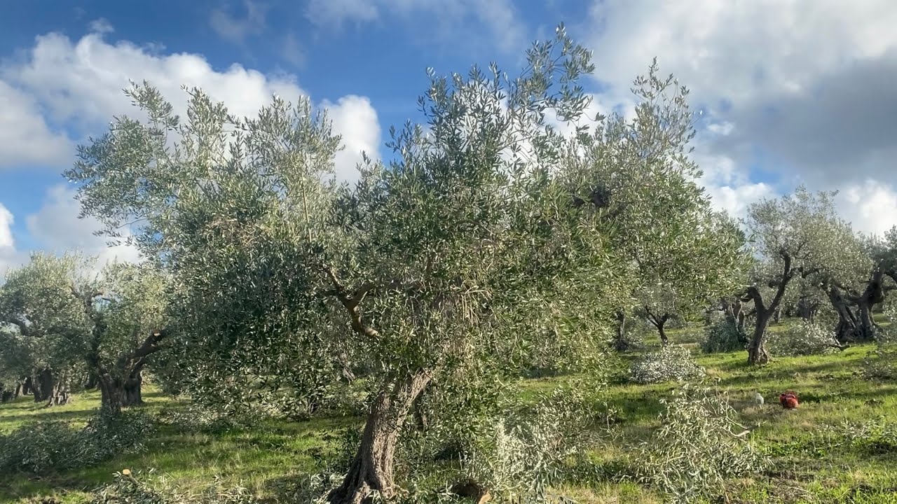 Potatura Olivo 7 - Varietà Leccino, sfoltitura e preparazione dei rami al rinnovo
