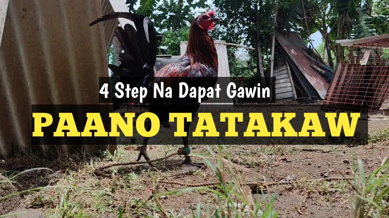 Paano Patakawin ang Manok | Paraan upang Mag-Ubos Nang Patuka ang Manok | Linyada ng Mamay