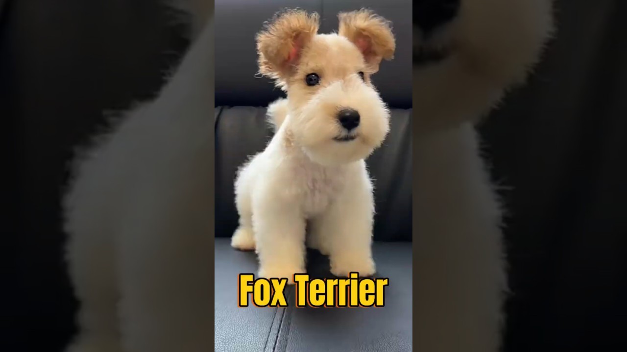 Tak rośnie Fox Terrier!
