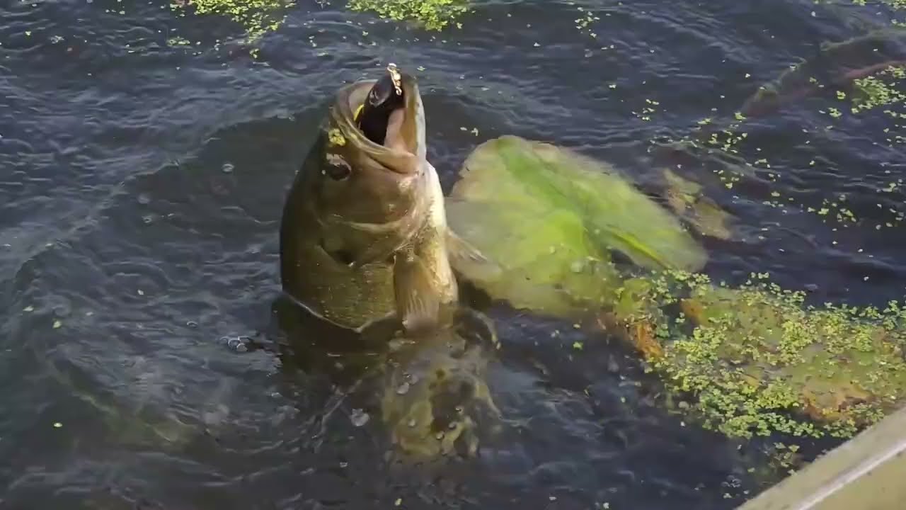 Catching fish near Prairie du Chien WI