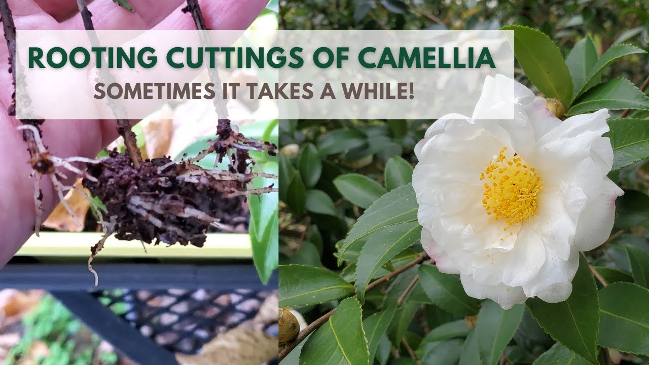 Rooting Camellia Cuttings - Results!