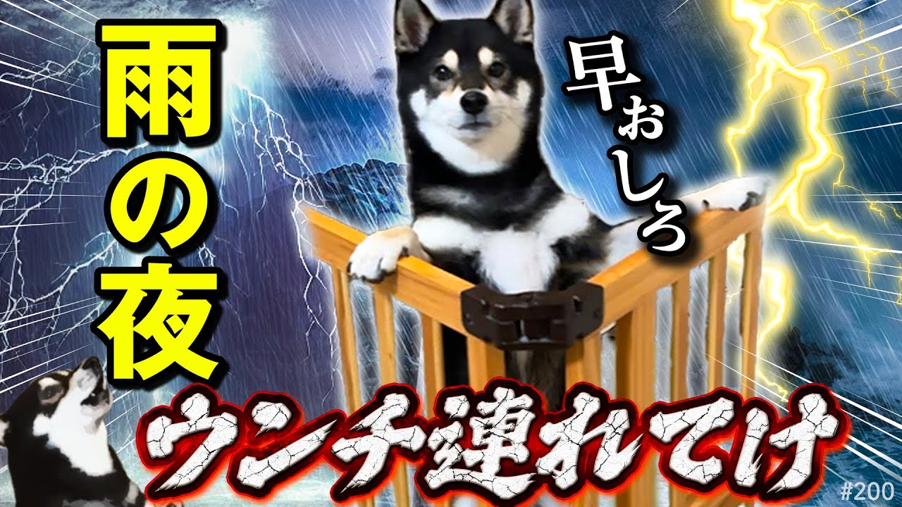 雨の夜、ウンチに連れてけと騒ぐ柴犬～さっき散歩行ったばっかなのに～
