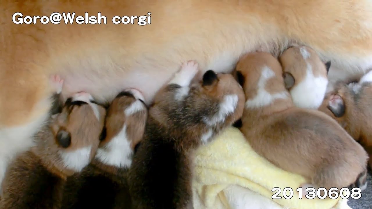 Short Version, cute corgi puppies growth record / コーギー子犬の成長記録 20130527 - 20130928 Goro@Welsh corgi