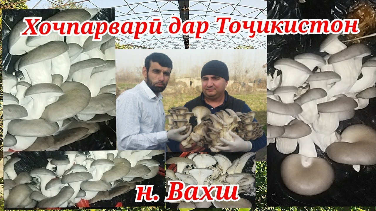 Хочпарвари ( Қорч) дар Тоҷикистон н.Вахш дар шароити хона
