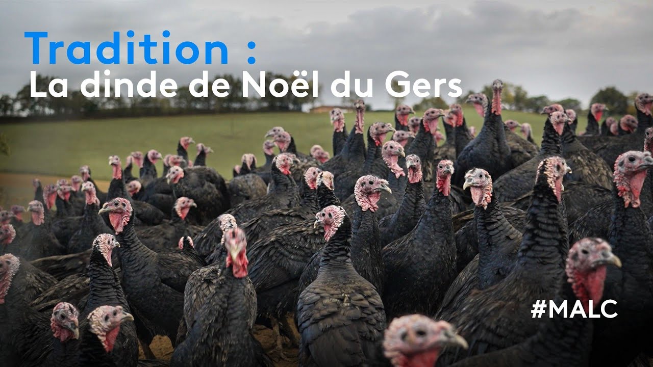 Tradition : la dinde de Noël du Gers