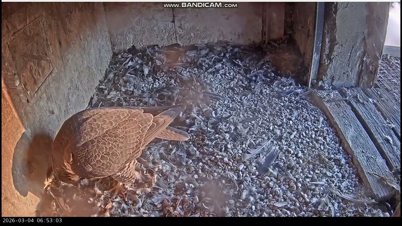 KGHM Głogów PL-They arrived together. Luna II entered nest, invited him in,  he fled-2026 03 04 0649