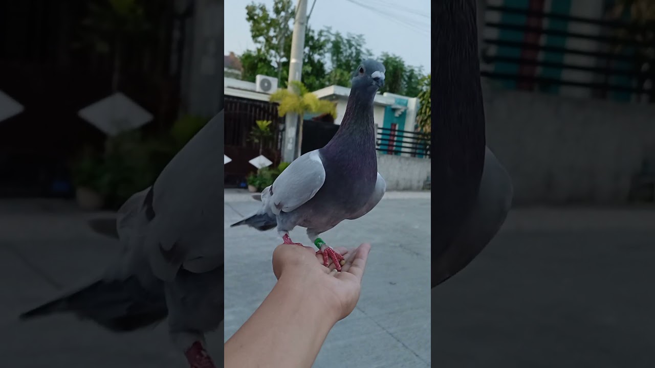 NETOY recall Training😁 #borga #pigeon #fancier #bird #kalapati #birds #pinoyfancier #birdspecies