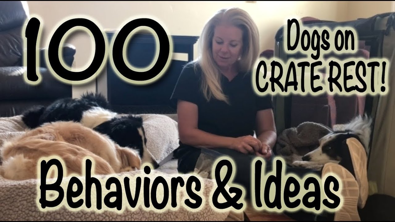 100 Behaviors & Ideas for DOGS on Crate Rest