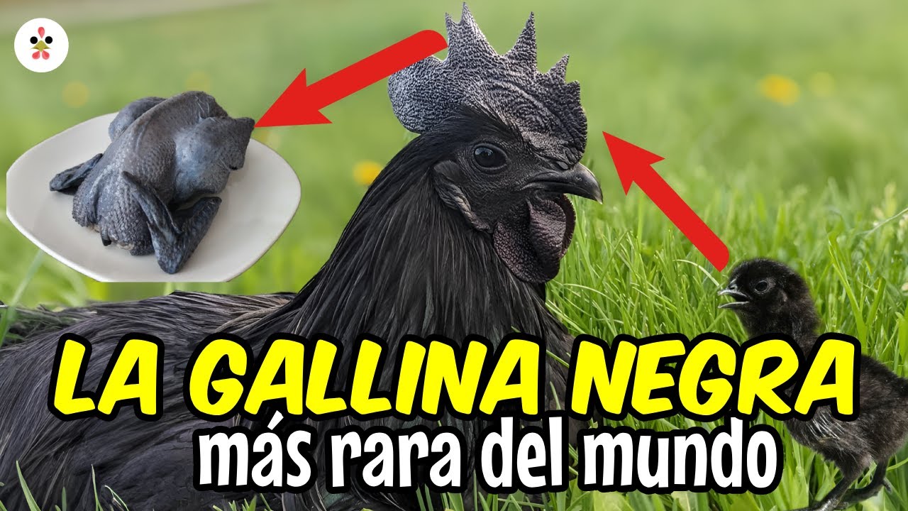 Gallinas Ayam Cemani: ¡El pollo negro hasta los huesos!