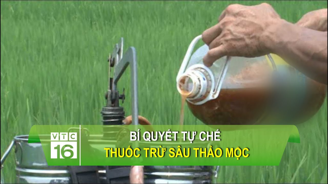 Bí quyết tự chế thuốc trừ sâu thảo mộc | VTC16