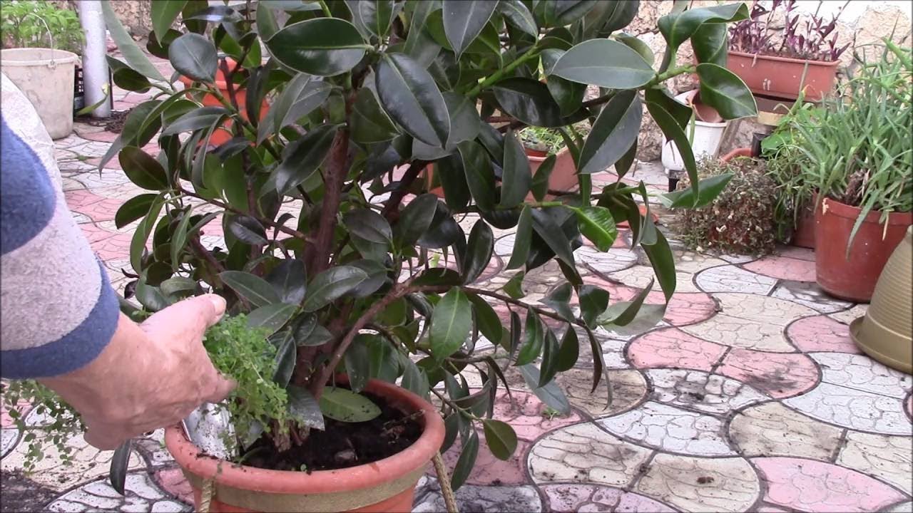 Фикусы в моём доме.  По просьбе моих видео зрителей.