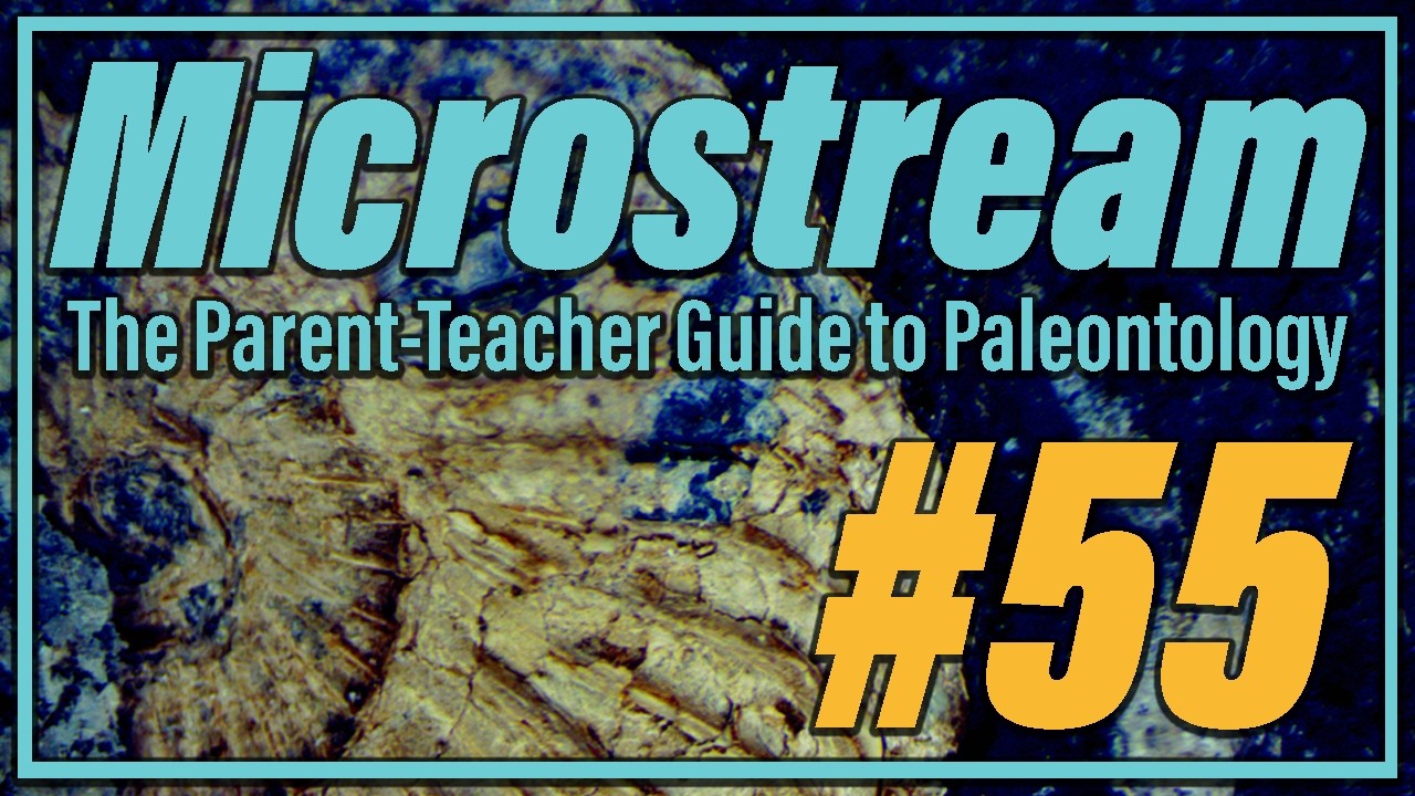 Examining Elephant Bird Eggshell! | Microstream #55