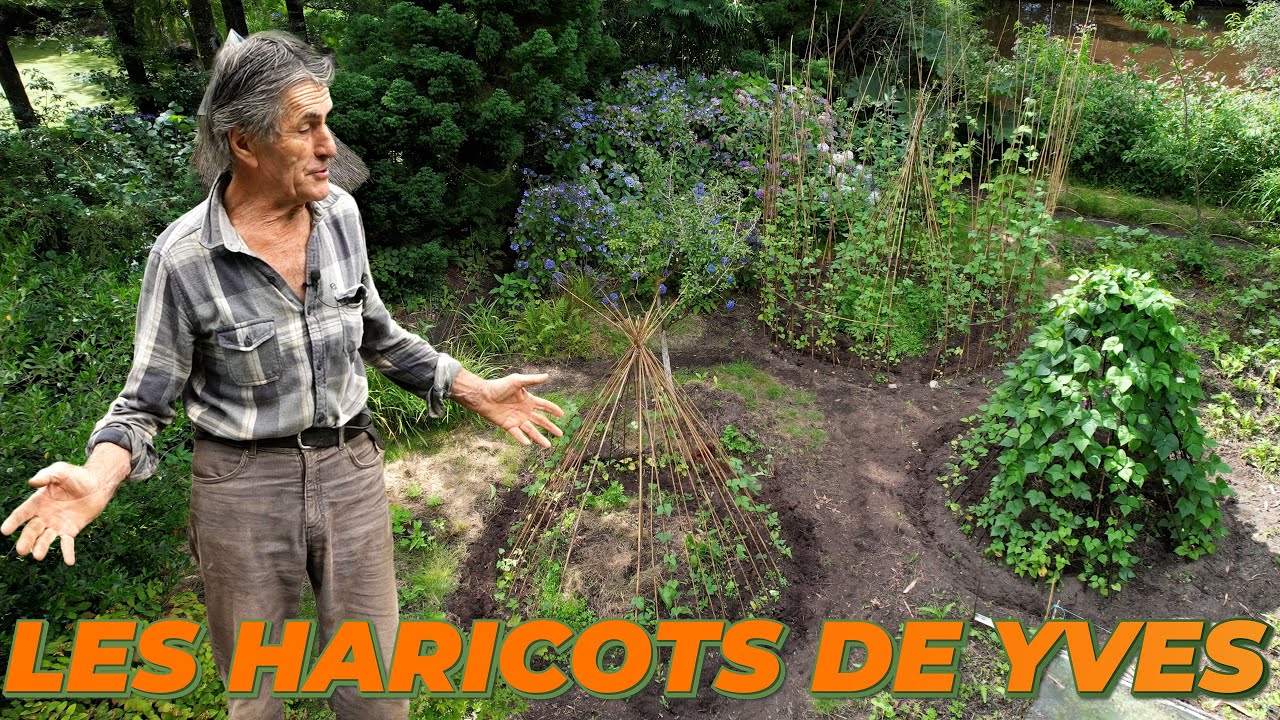 Que deviennent les haricots de Yves Gillen ? - Au fil des saisons avec Yves Gillen 🧑‍🌾