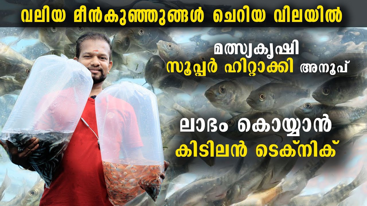 മത്സ്യകൃഷിയിൽ ലാഭം കൊയ്യാൻ കിടിലൻ ടെക്നിക് | വലിയ മീൻകുഞ്ഞുങ്ങൾ ചെറിയ വിലയിൽ | Fish Hatchery