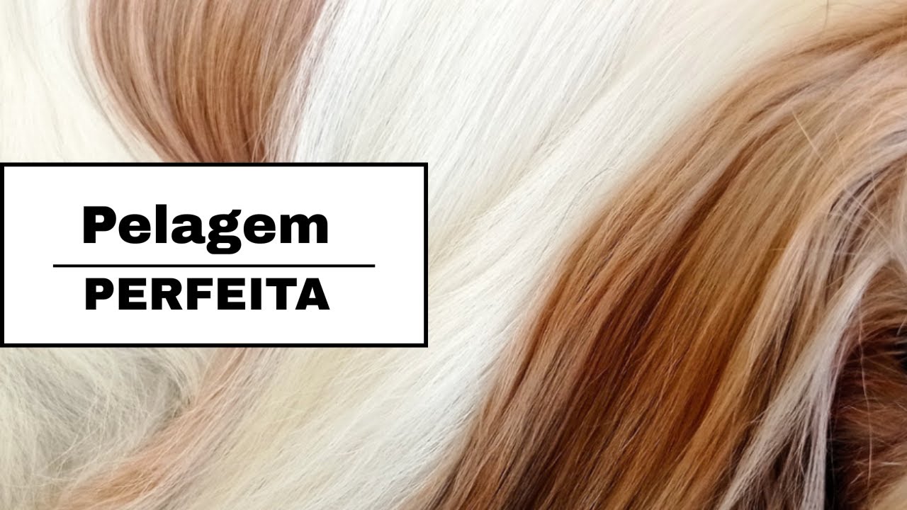 Como cuidar do pelagem do Shih Tzu *Guia Prático