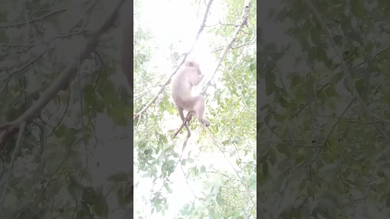 monkey behavior 🐒🐒 