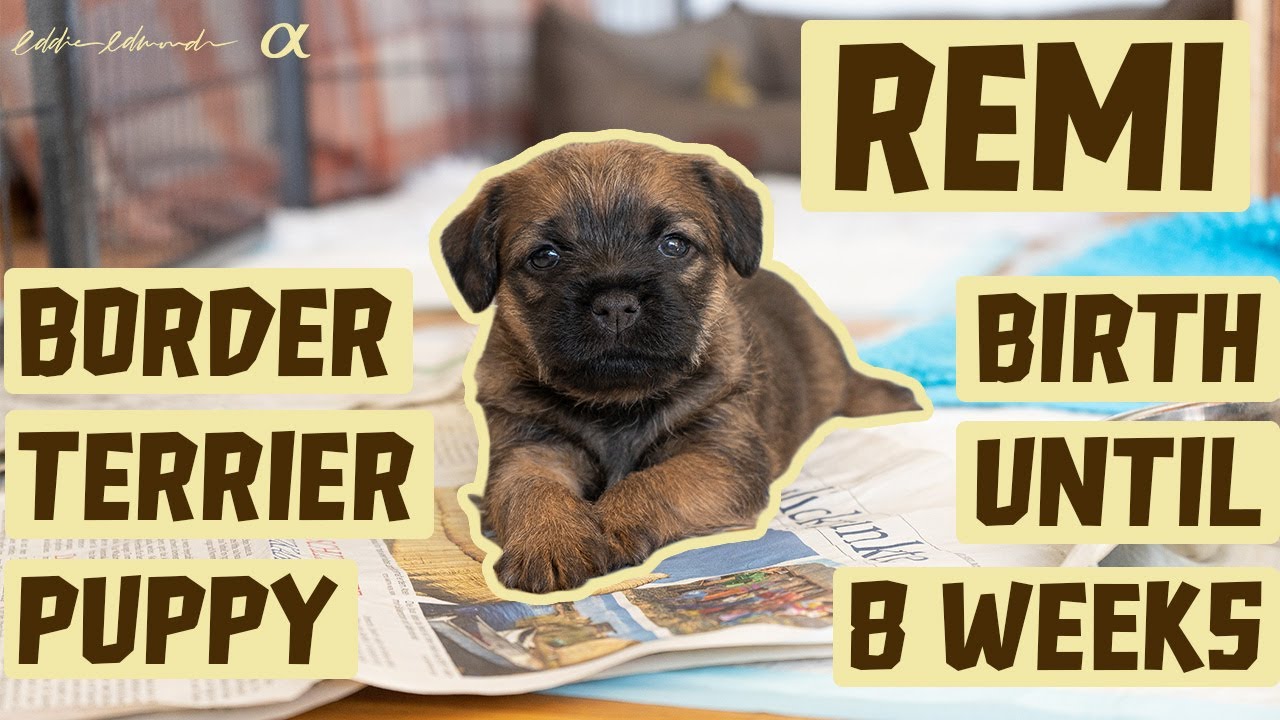OUR FIRST DOG - NEW BORDER TERRIER PUPPY | Our puppy from 24 hours to 8 weeks old