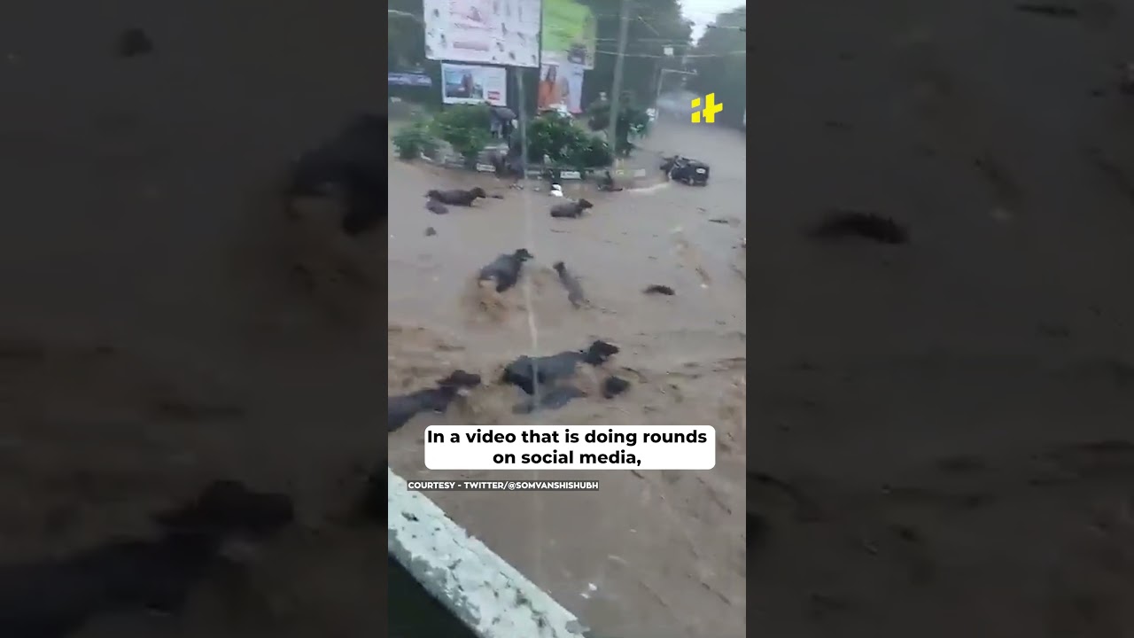Junagadh Floods: Flood wreaks havoc in Gujarat