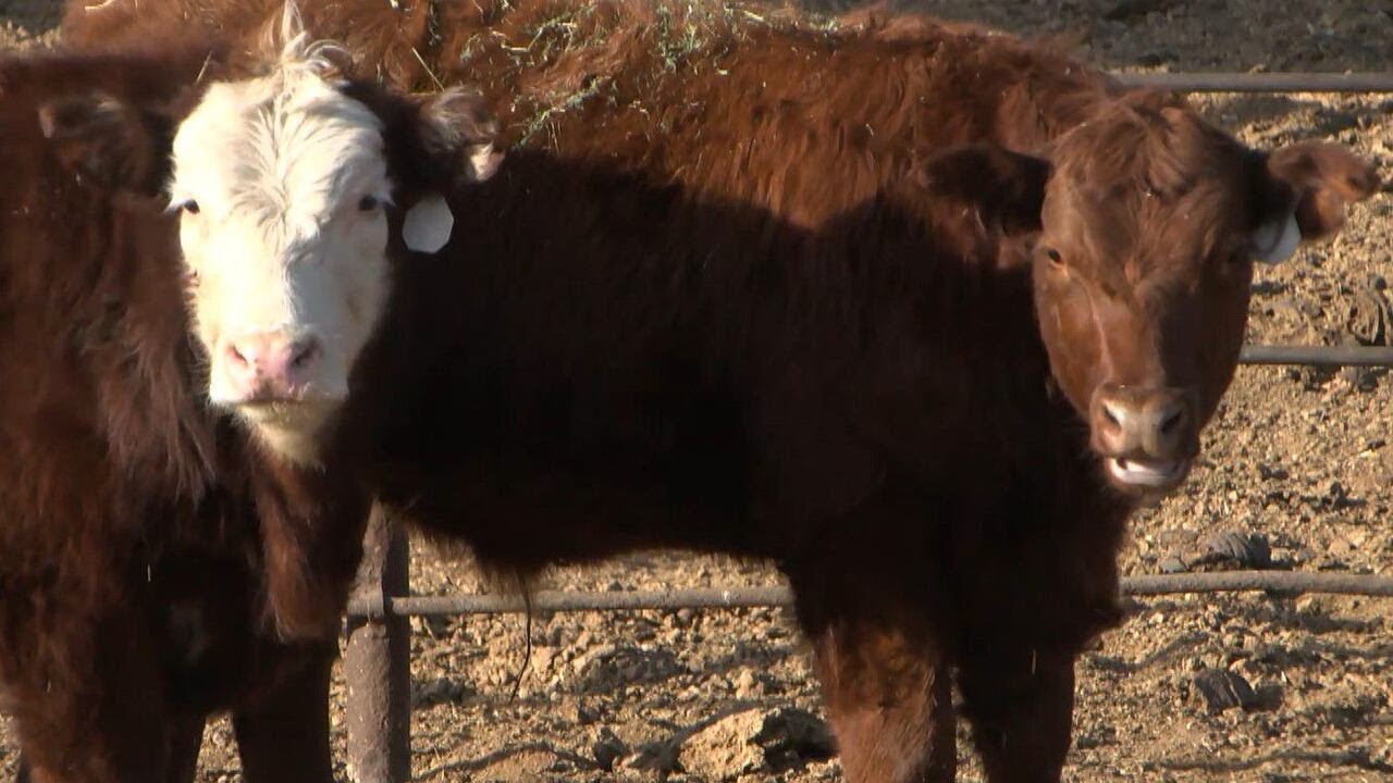 Bird Flu major concern for Southern Nevada egg producers