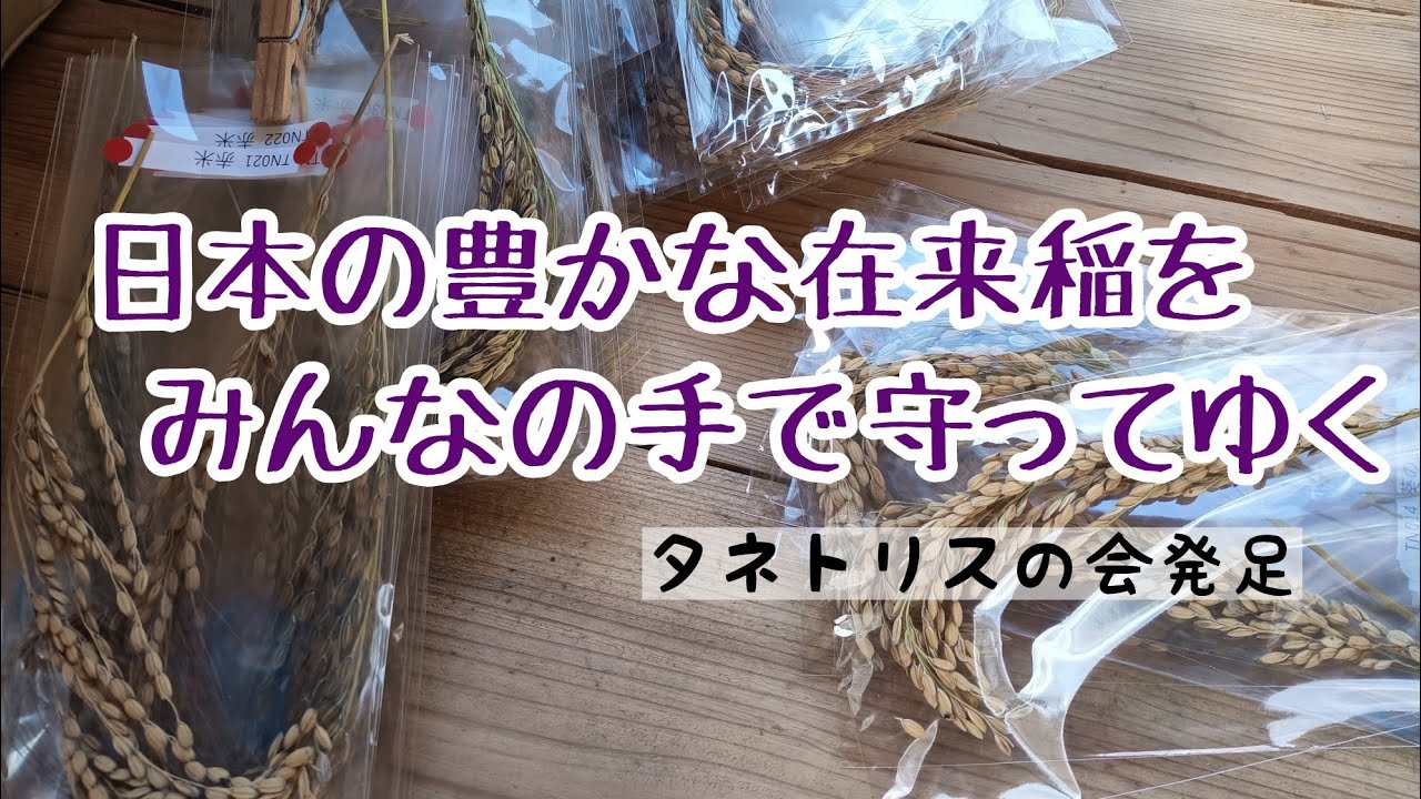（2021 1 6）在来のお米をみんなの手で守ってゆく／お米の食べ比べ