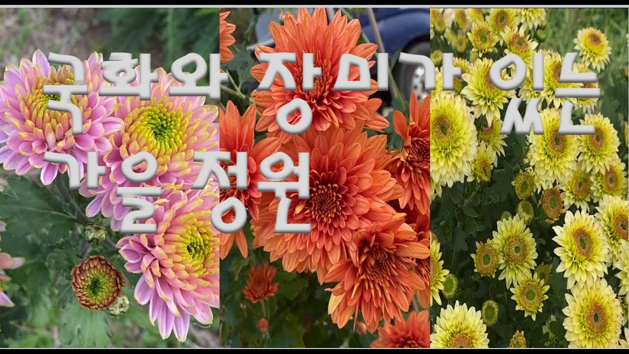 국화와 장미가 어우러진 가을정원/최신 국화와 함께 국화 축제