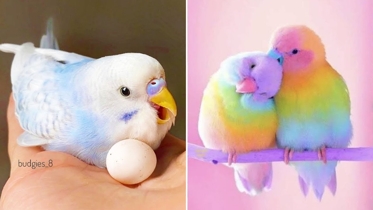 Smart And Funny Parrots Parrot Talking Videos Compilation (2024) - Cute Birds #48