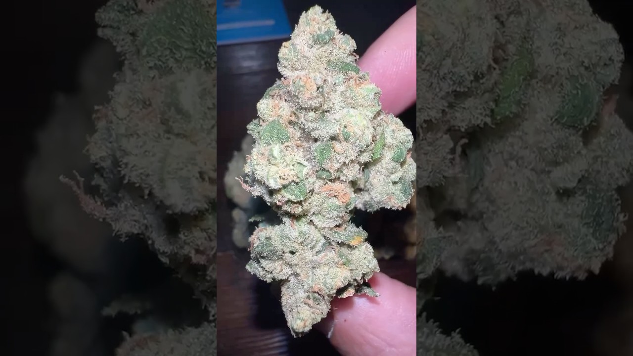 ShopHelloMary | SFV OG - (San Fernando Valley Cut) Indica Hybrid #shorts