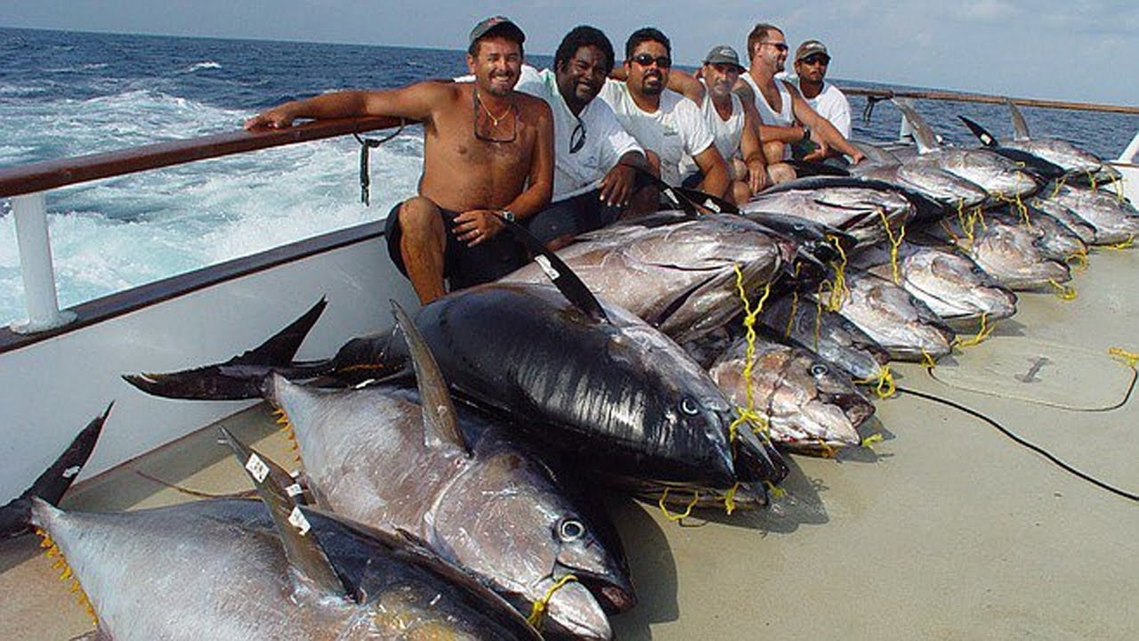 Amazing Best Fast Giant Swordfish Fishing And Bluefin Tuna skill - Handline Fishing In The Sea #02