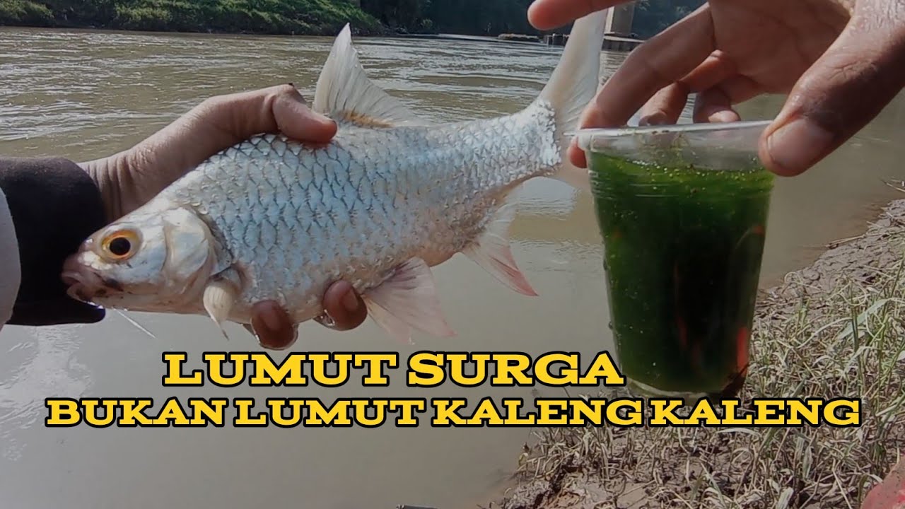 CARA MENCARI DAN MEMAKAI LUMUT SURGA UNTUK MANCING TAWES‼️
