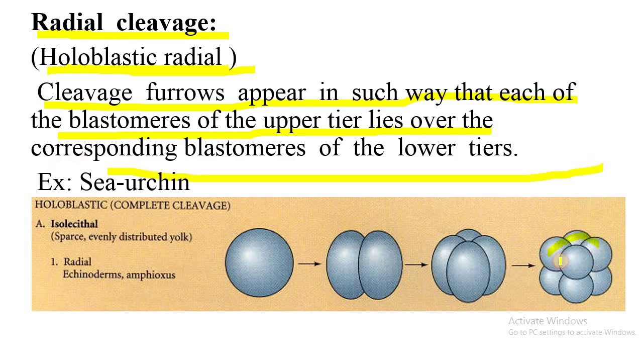 Cleavage, holoblastic and meroblastic cleavage, types of blastula, effect of yolk on cleavage
