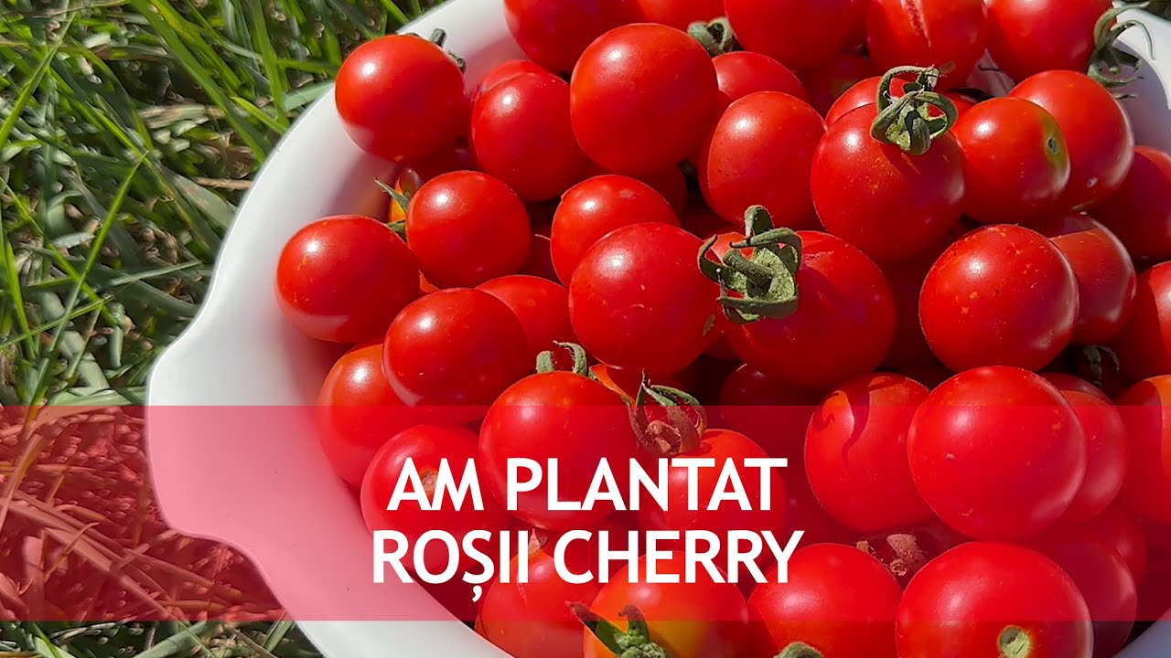 Am plantat Rosii Cherry in gradina! Aventuri pe inceput de furtuna, in gradina