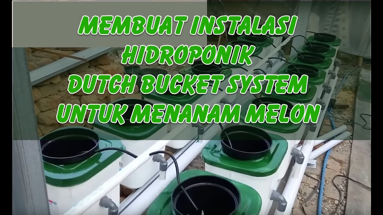 Membuat sistem hidroponik Dutch Bucket System untuk menanam melon