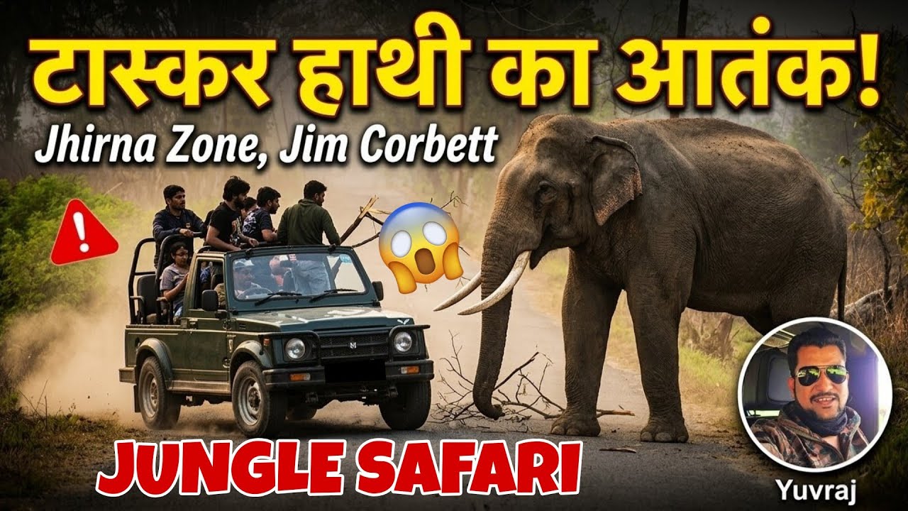 Tasker ka Aatank! 😱 Jhirna Zone ki sabse Khatarnak Safari #yuvrajjimcorbett 