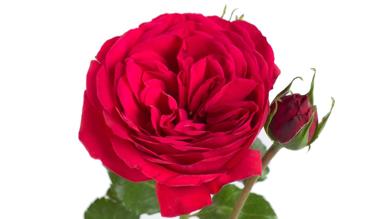 All About Roses