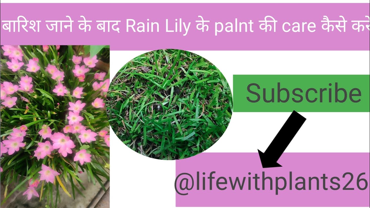 बारिश जाने के बाद Rain Lily के plant की care कैसे करे? #youtube #youtubevideo 