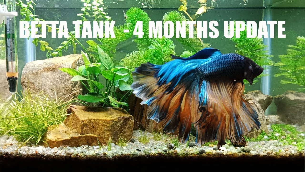 Betta tank 3 Gallon, 4 Months Update