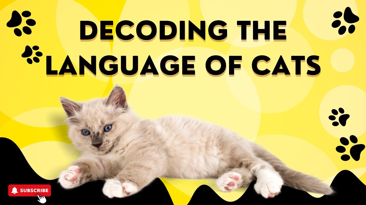 How To Communicate With Your Cat: Secrets Of Feline Language | Infinite Wisdom Hub
